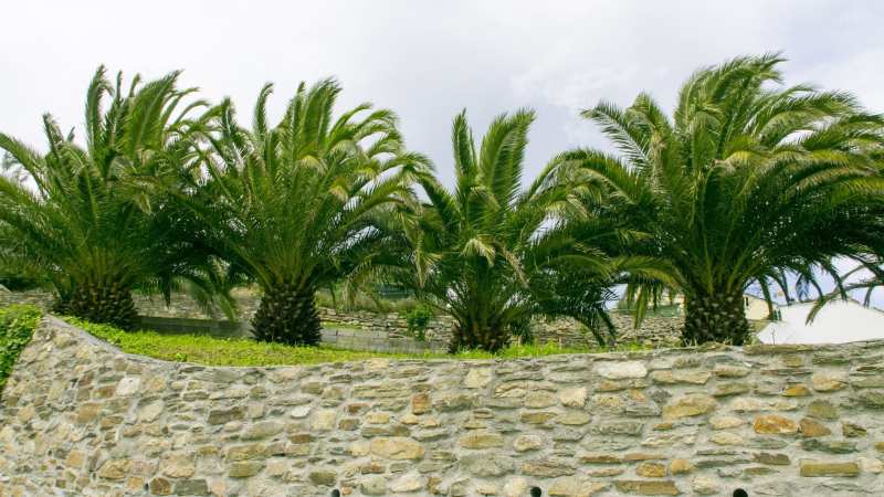 Palmtuin in Ribadeo