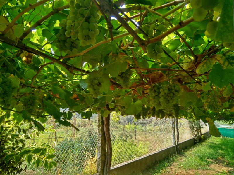 Albariño druiven onder de pergola