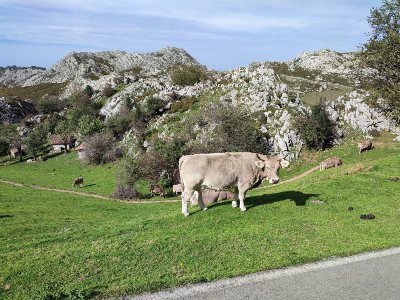 De koeien bij de Lagos de Covadonga