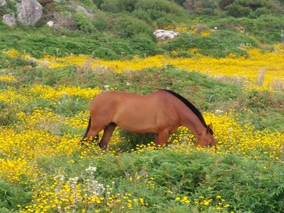Camino Portugues, wilde paarden