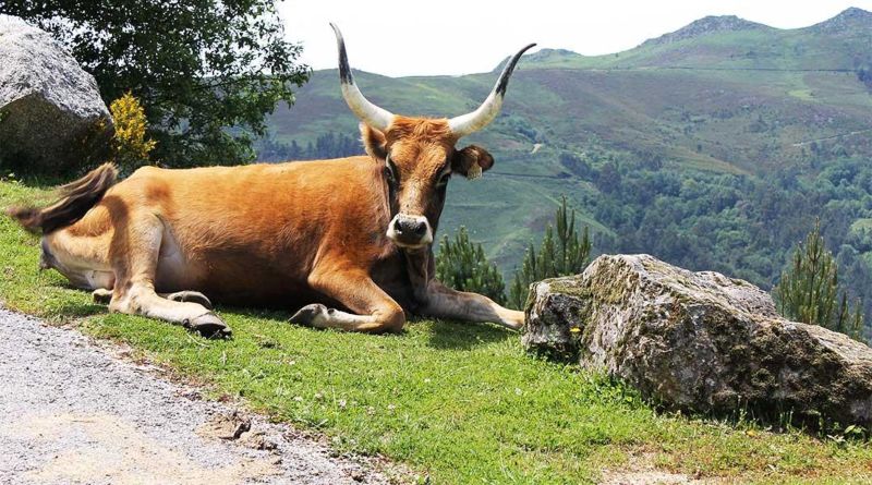 Natuurpark Serra do Xurés in Galicië