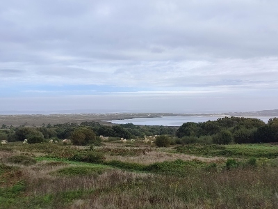 Carballo, natuurgebied bij Razo, Galicië.